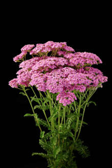 Achillea Magical Chicago