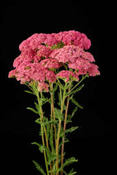 Achillea Magical Orlando