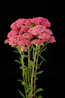 Achillea Magical Orlando