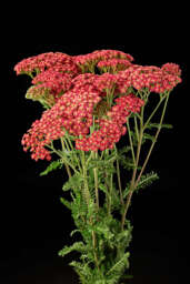 Achillea Magical Phoenix