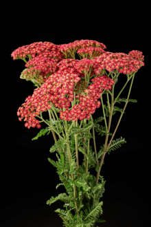 Achillea Magical Phoenix