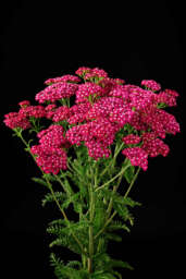 Achillea Magical Red Orleans