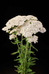 Achillea Magical Sacramento