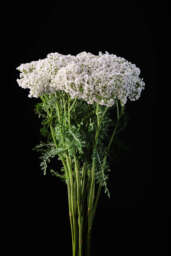 Achillea Magical White Francisco