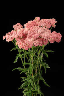 Achillea mMagical Angeles