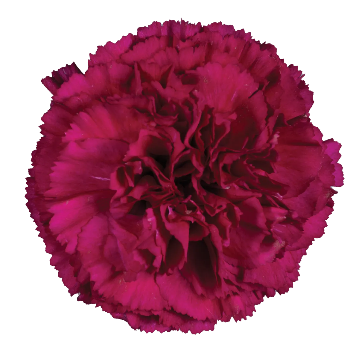 Afortunada_Catalog