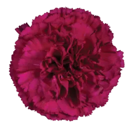 Afortunada_Catalog