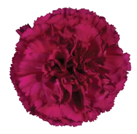 Afortunada_Catalog