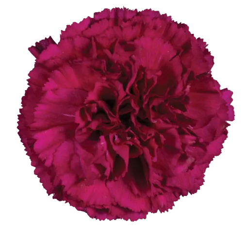 Afortunada_Catalog