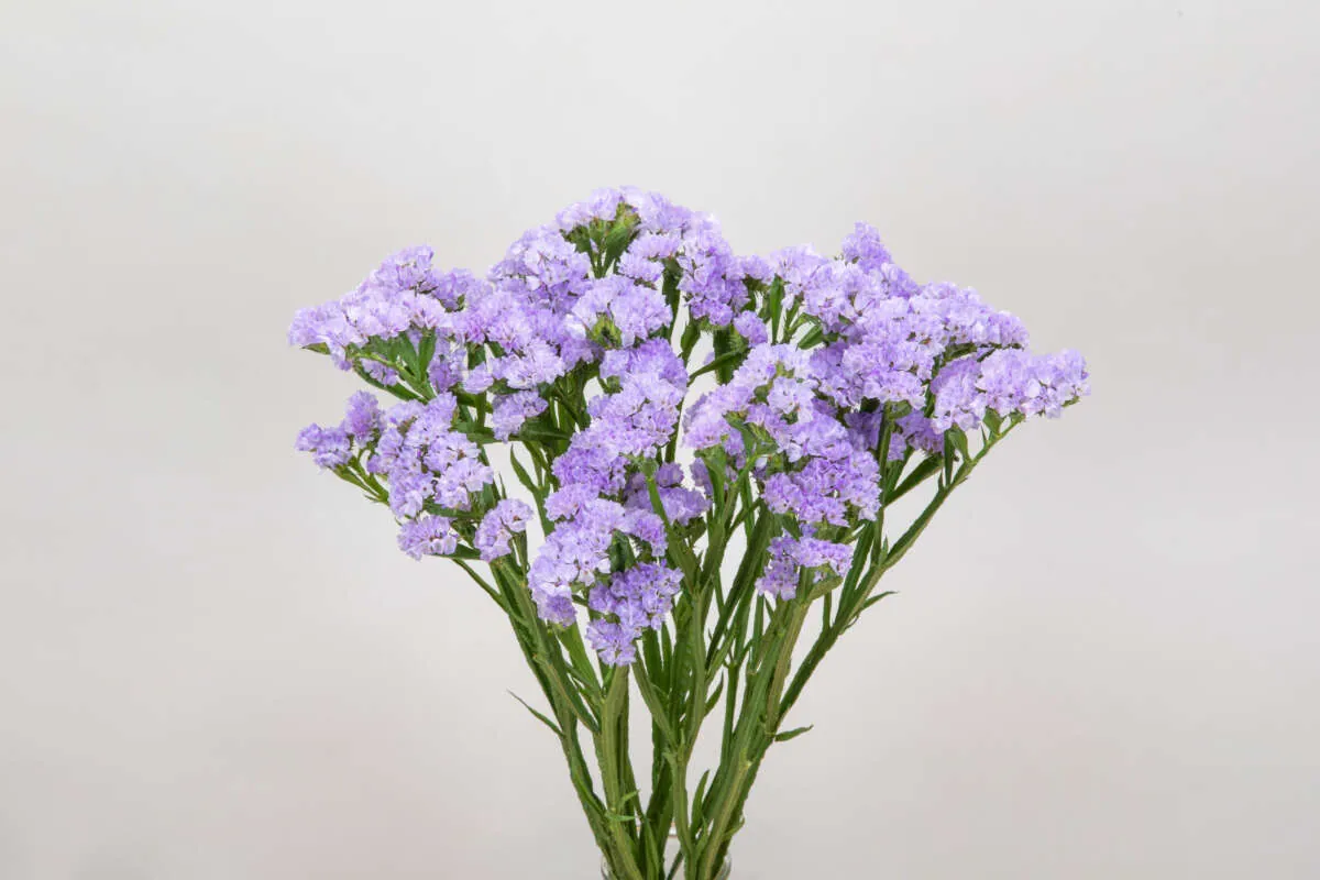 Atis Lavender Catalog(