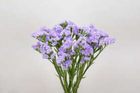 Atis Lavender Catalog(