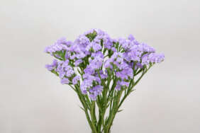 Atis Lavender Catalog(