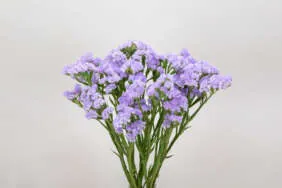 Atis Lavender Catalog(