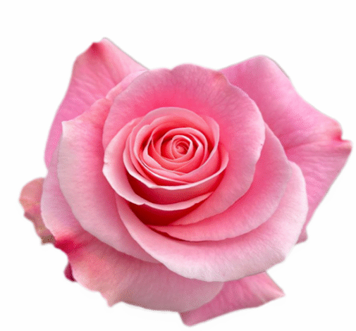 Calma_catalog_COLOMBIA