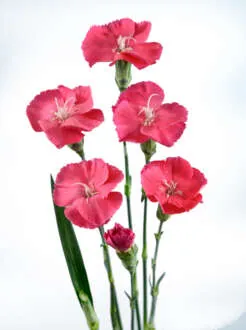 FRESH Rosada
