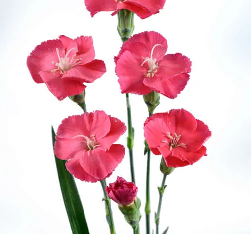FRESH Rosada
