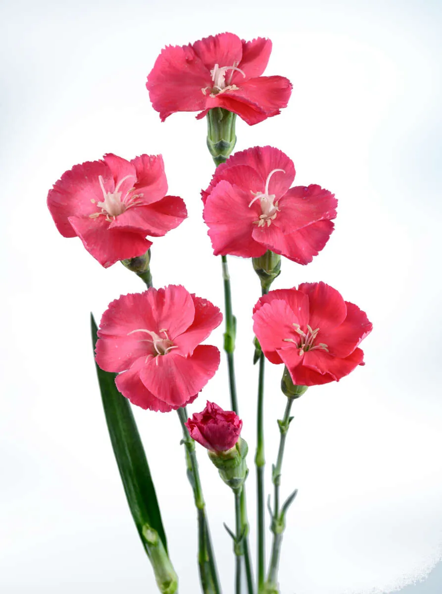 FRESH Rosada