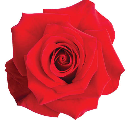 ENDLESS PASSION COLOMBIA