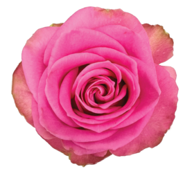 SWEET WHISPER KENYA+ ETHIOPIA