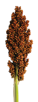 PRAIRIE PEARLS™ BRONZE