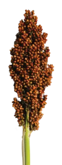 PRAIRIE PEARLS™ BRONZE