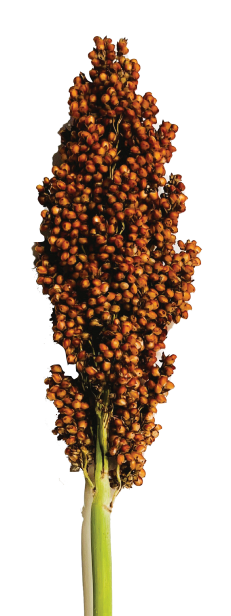 PRAIRIE PEARLS™ BRONZE