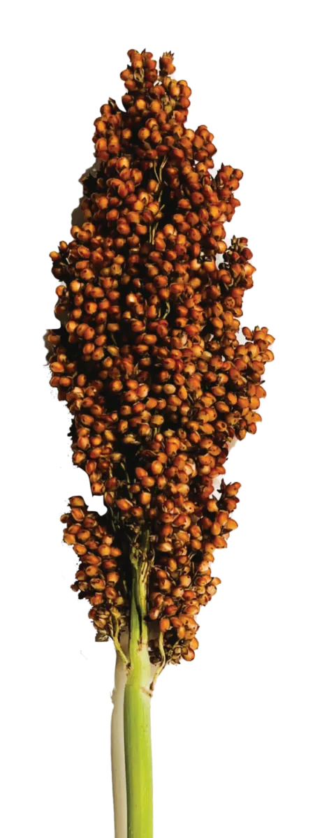PRAIRIE PEARLS™ BRONZE
