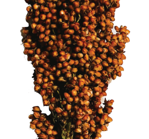 PRAIRIE PEARLS™ BRONZE