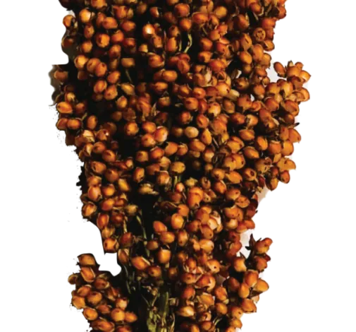 PRAIRIE PEARLS™ BRONZE