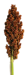 PRAIRIE PEARLS™ BRONZE