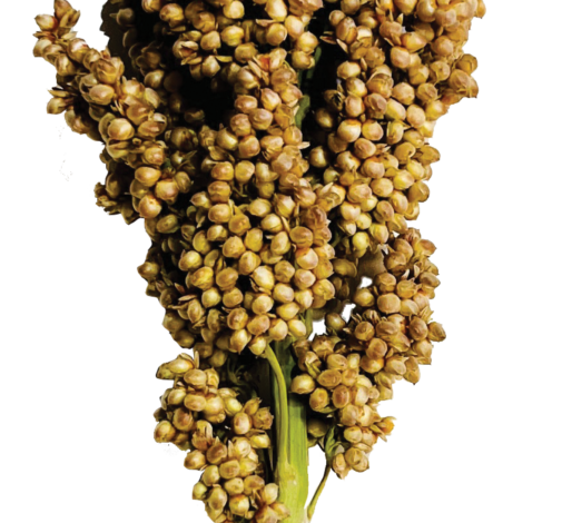 PRAIRIE PEARLS™ CREAM