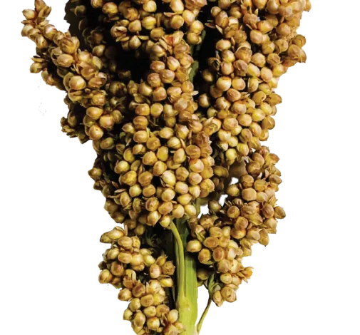 PRAIRIE PEARLS™ CREAM