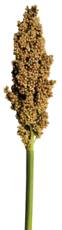 PRAIRIE PEARLS™ CREAM
