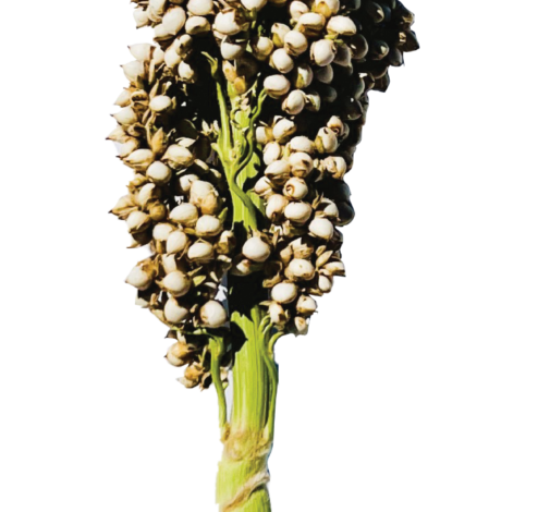 PRAIRIE PEARLS™ WHITE