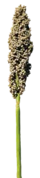 PRAIRIE PEARLS™ WHITE
