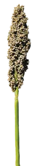 PRAIRIE PEARLS™ WHITE