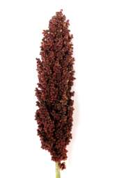 Prairie Pearls Burgundy