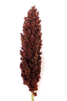 Prairie Pearls Burgundy