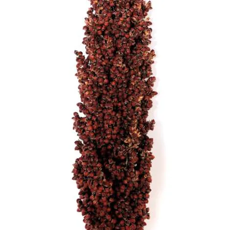 Prairie Pearls Burgundy