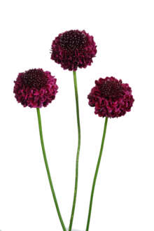 FOCAL SCOOP SUGARPLUM