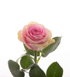 SWEET-WHISPER_catalog_Kenya-and-Ethiopia