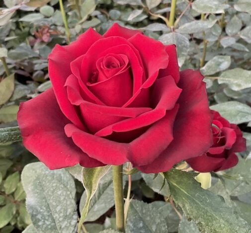 SENTI® INTENSITY KENYA