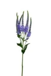 Skyler Splash Lavender