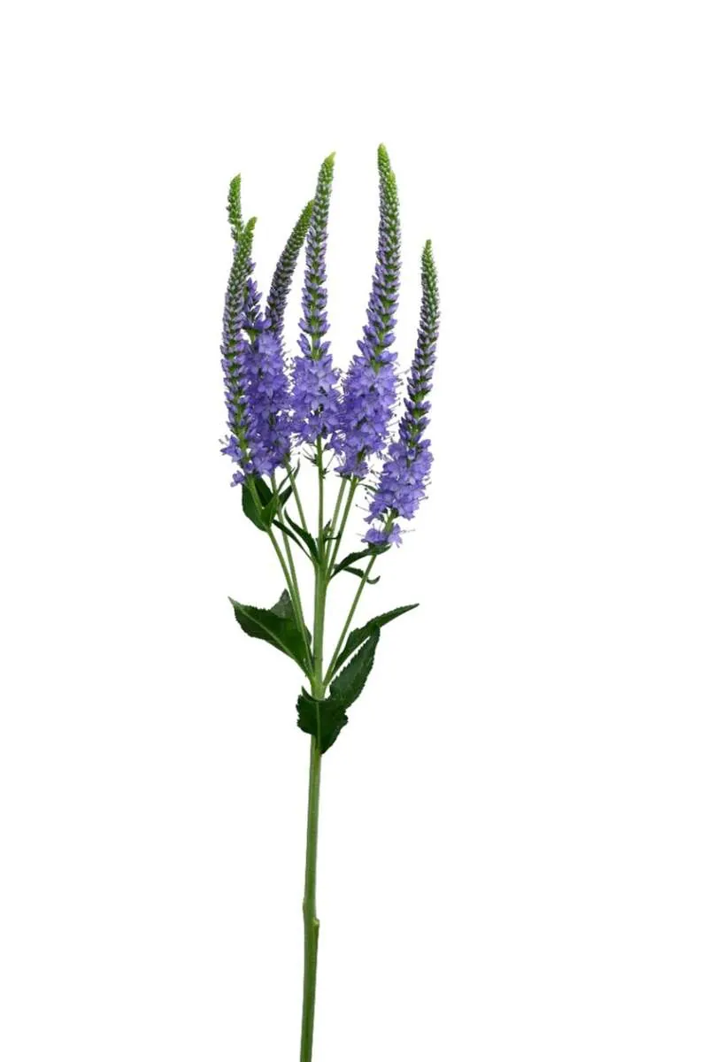 Skyler Splash Lavender