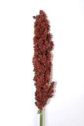 Sorghum Prairie Pearls Bronze