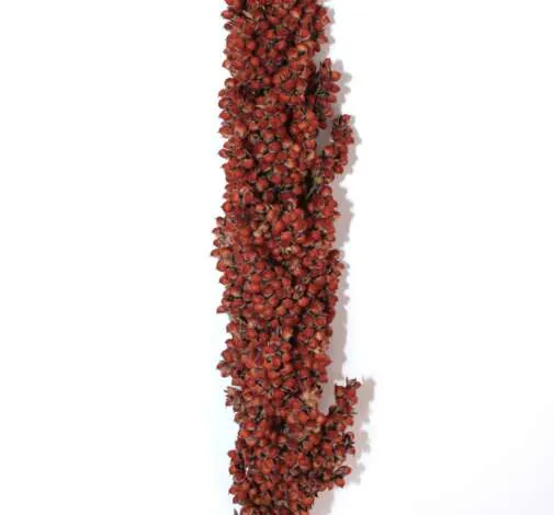 Sorghum Prairie Pearls Bronze