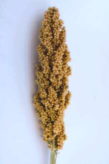 Sorghum Prairie Pearls Cream