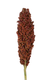 PRAIRIE PEARLS™ ORANGE