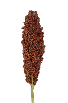 PRAIRIE PEARLS™ ORANGE