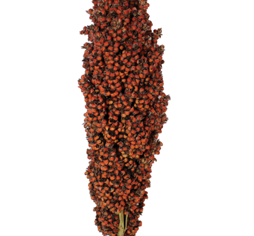 PRAIRIE PEARLS™ ORANGE